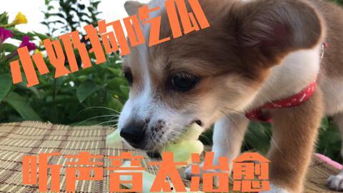 娱乐吃瓜菌小狗视频